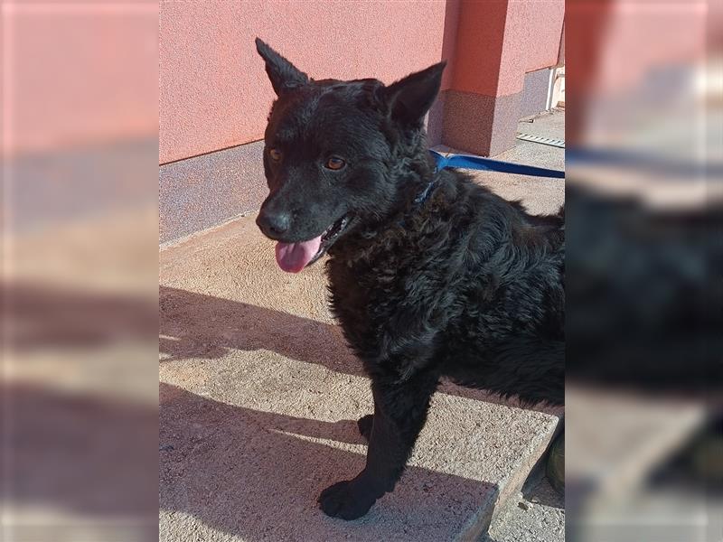 Kroatischer Schäferhund Mischlingsrüde Emilio sucht seine Familie
