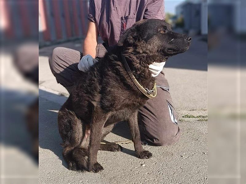 Ruhiger kroatischer Schäferhund Mischlingsrüde Rayden sucht Familie