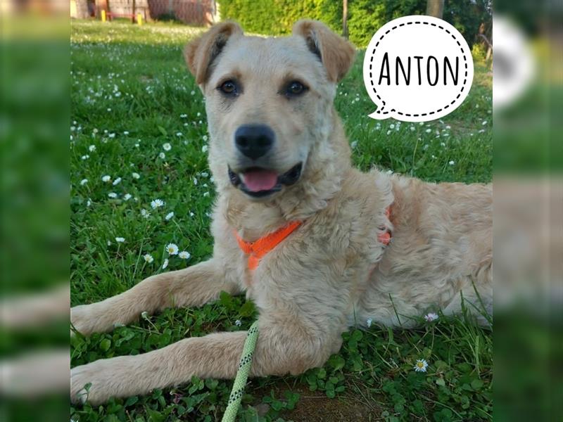 Anton ein besonderes Wesen