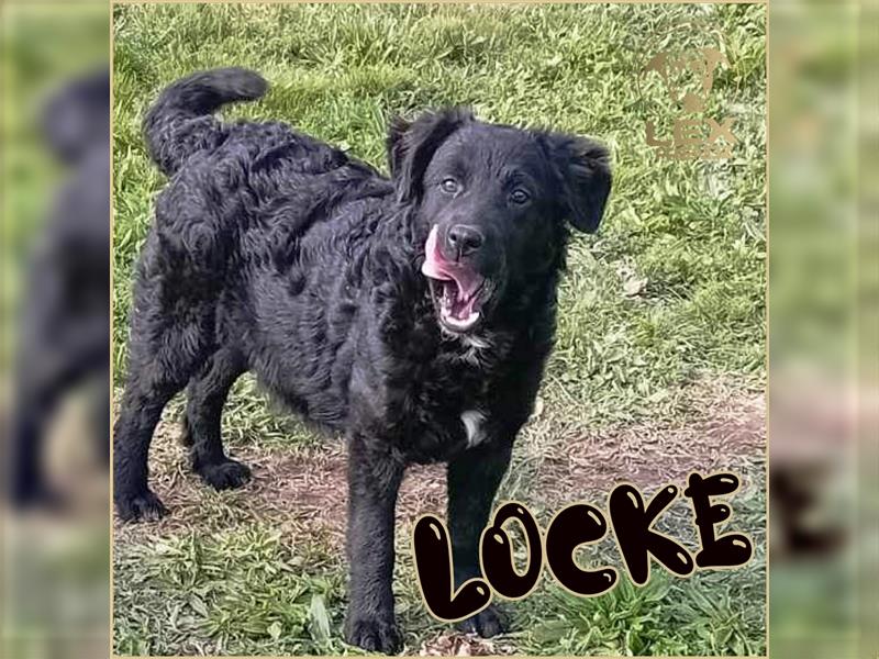 LOCKE - süßer Bub sucht Familie