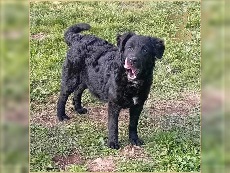 LOCKE - süßer Bub sucht Familie