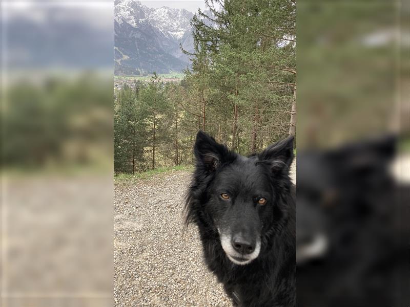 Kroatischer Schäferhund Diego sucht DRINGEND neue Familie