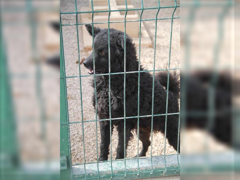 Ra kroatischer Schäferhund Mischlingsrüde Junghund Mischling Rüde sucht Zuhause oder Pflegestelle