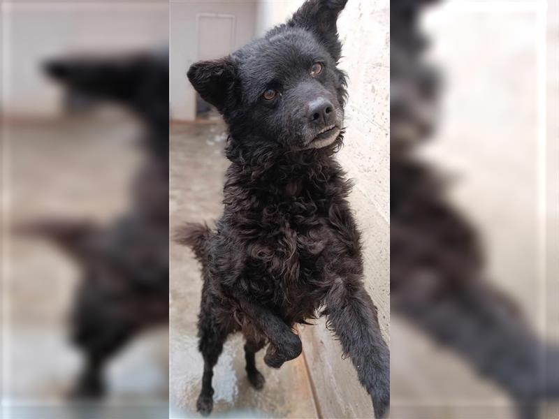 Ra kroatischer Schäferhund Mischlingsrüde Junghund Mischling Rüde sucht Zuhause oder Pflegestelle