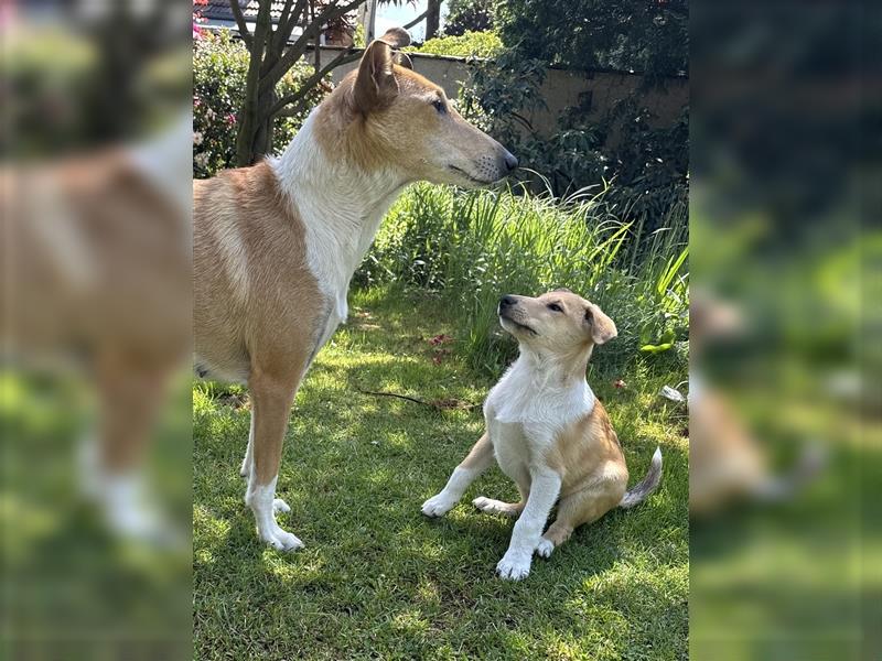 Kurzhaarcollie-Welpen (Smooth Collie) aus Top-Verpaarung! Ein wunderschöner Rüde wieder frei!