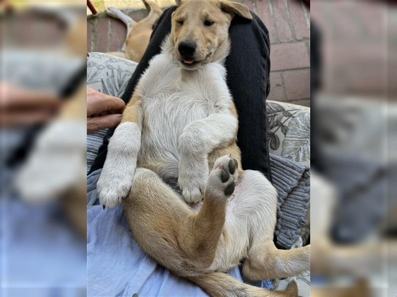 Kurzhaarcollie-Welpen (Smooth Collie) aus Top-Verpaarung! Ein wunderschöner Rüde wieder frei!