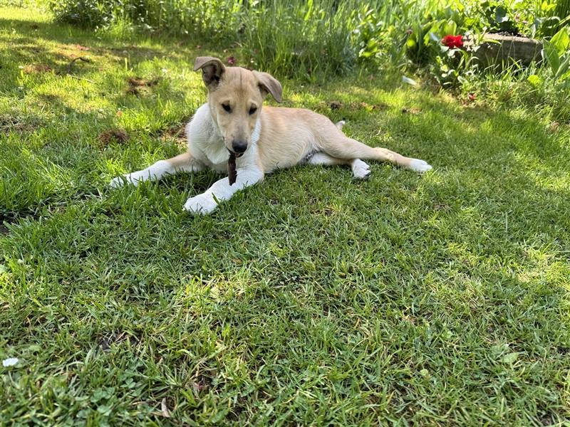 Kurzhaarcollie-Welpen (Smooth Collie) aus Top-Verpaarung! Ein wunderschöner Rüde wieder frei!