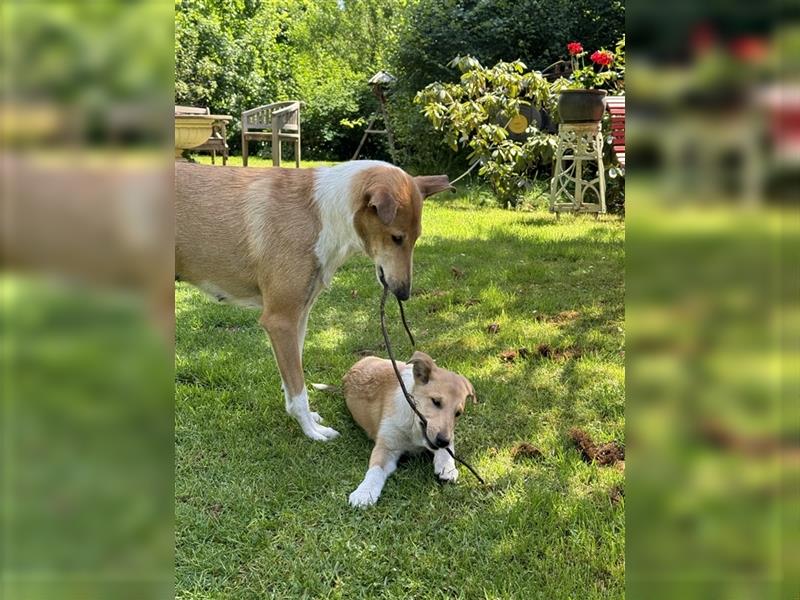 Kurzhaarcollie-Welpen (Smooth Collie) aus Top-Verpaarung! Ein wunderschöner Rüde wieder frei!