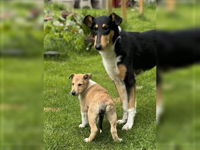 Kurzhaarcollie, Collie kurzhaar, Smooth Collie-Wir haben Welpen! VDH/FCI