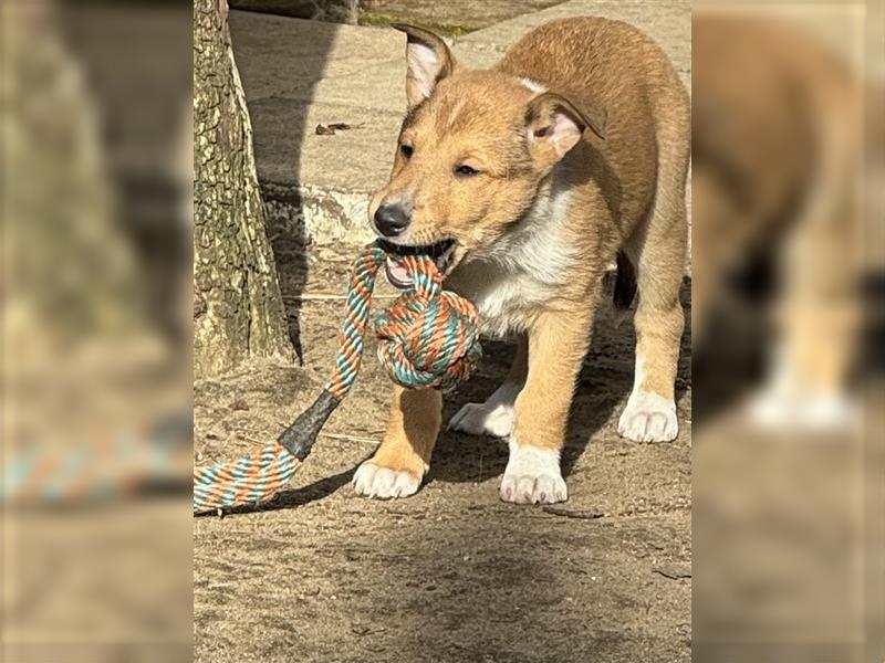 Kurzhaarcollie, Collie kurzhaar, Smooth Collie-Wir haben Welpen! VDH/FCI