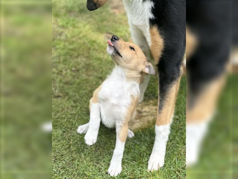 Kurzhaarcollie, Collie kurzhaar, Smooth Collie-Wir haben Welpen! VDH/FCI