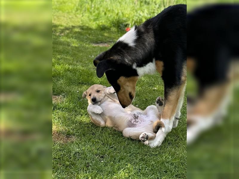 Kurzhaarcollie, Collie kurzhaar, Smooth Collie-Wir haben Welpen! VDH/FCI