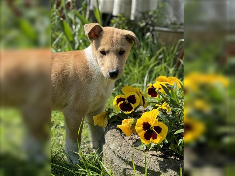 Kurzhaarcollie, Collie kurzhaar, Smooth Collie-Wir haben Welpen! VDH/FCI