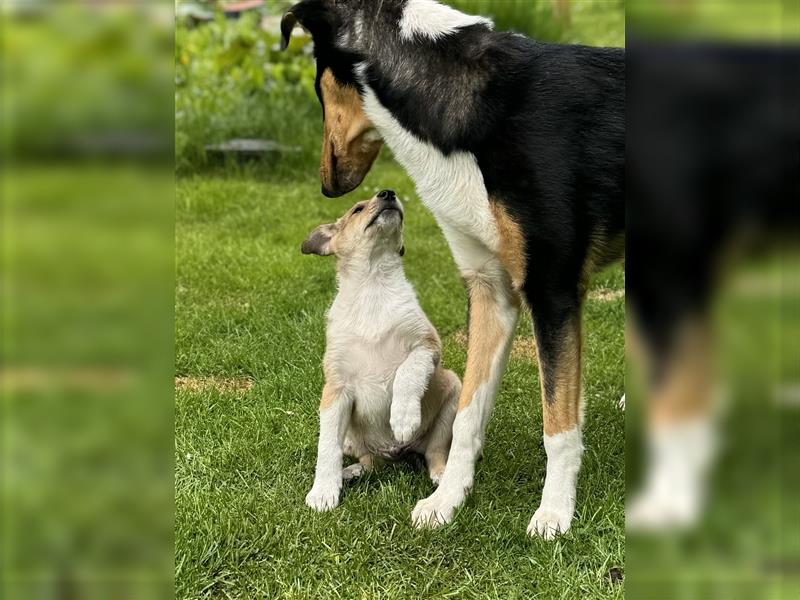 Kurzhaarcollie, Collie kurzhaar, Smooth Collie-Wir haben Welpen! VDH/FCI