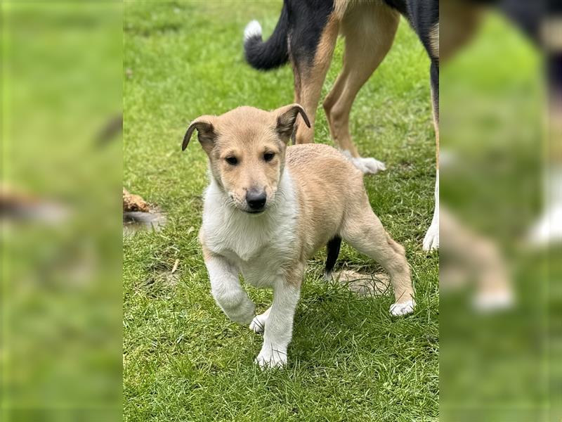 Kurzhaarcollie, Collie kurzhaar, Smooth Collie-Wir haben Welpen! VDH/FCI