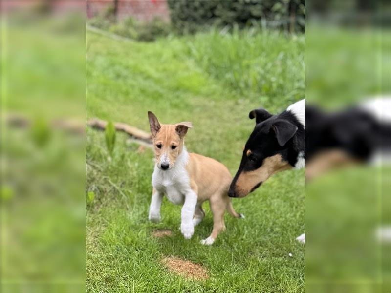 Kurzhaarcollie, Collie kurzhaar, Smooth Collie-Wir haben Welpen! VDH/FCI