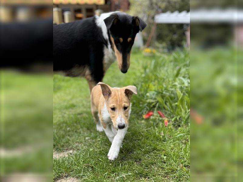 Kurzhaarcollie, Collie kurzhaar, Smooth Collie-Wir haben Welpen! VDH/FCI