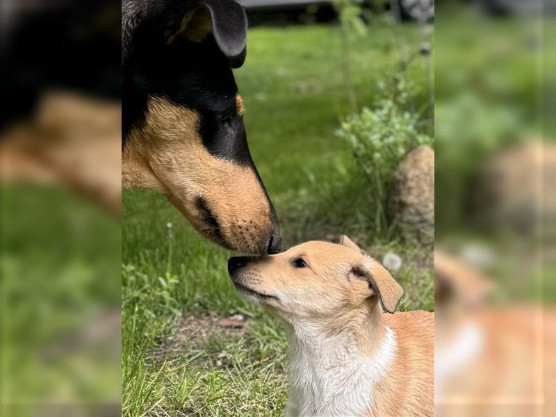 Kurzhaarcollie, Collie kurzhaar, Smooth Collie-Wir haben Welpen! VDH/FCI