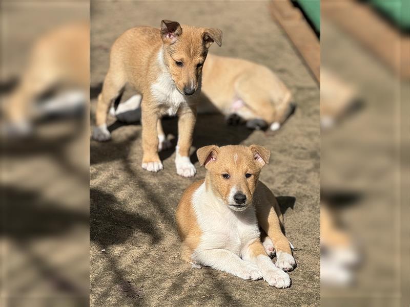 Kurzhaarcollie, Collie kurzhaar, Smooth Collie-Wir haben Welpen! VDH/FCI