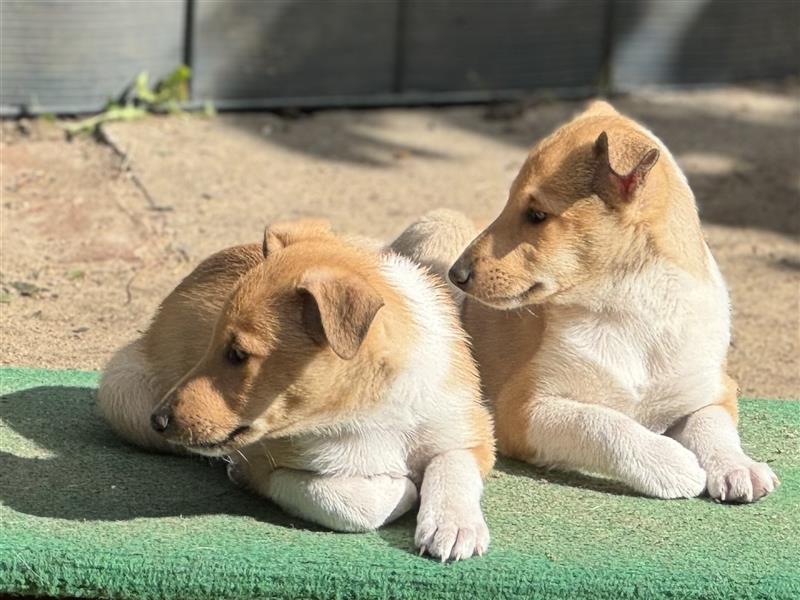 Kurzhaarcollie, Collie kurzhaar, Smooth Collie-Wir haben Welpen! VDH/FCI