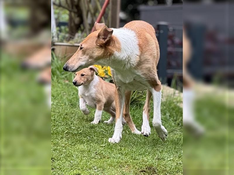 Kurzhaarcollie, Collie kurzhaar, Smooth Collie-Wir haben Welpen! VDH/FCI