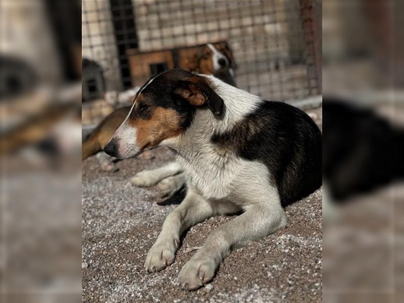 Rüde♥Rocco♥ junger, charmanter Kurzhaar-Collie-Bracken-Mix