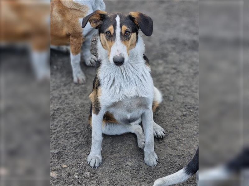 Rüde♥Rocco♥ junger, charmanter Kurzhaar-Collie-Bracken-Mix