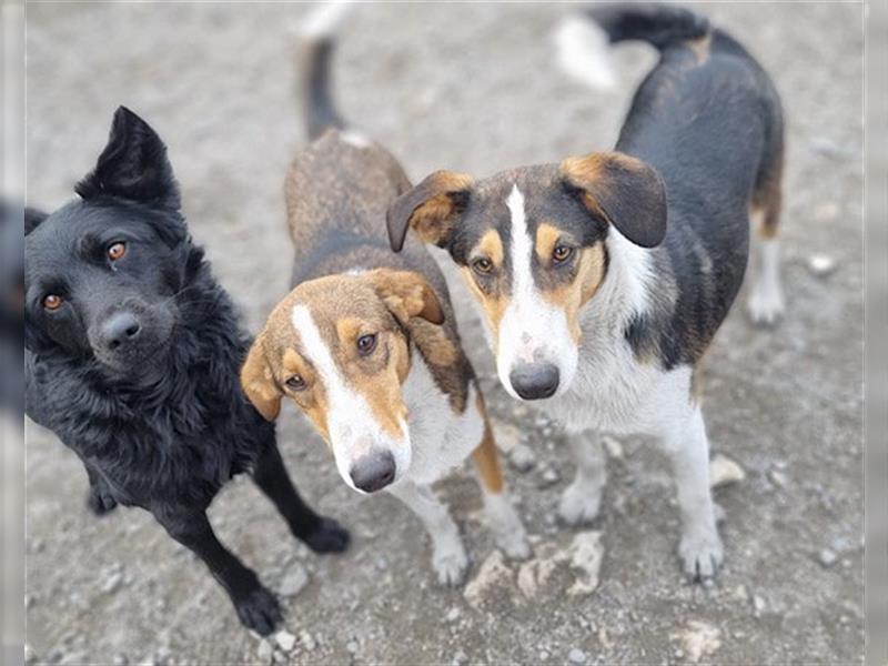 Rüde♥Rocco♥ junger, charmanter Kurzhaar-Collie-Bracken-Mix