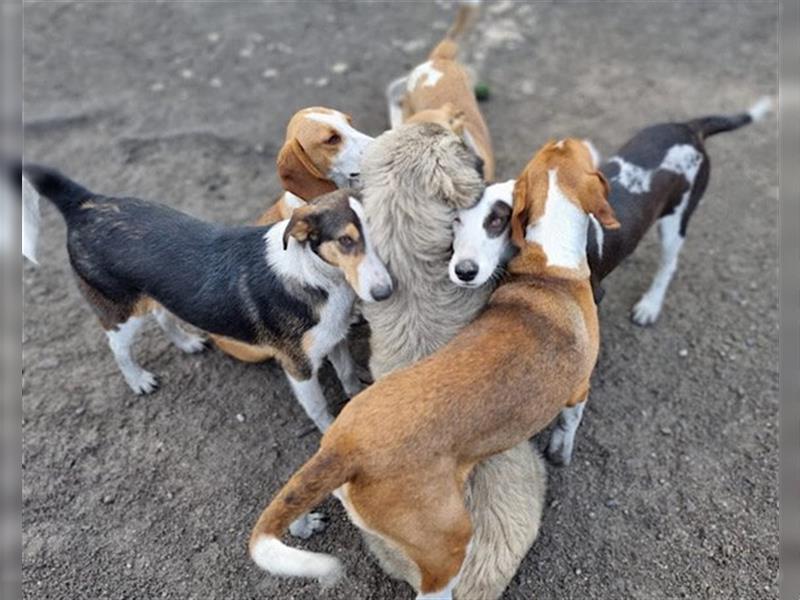 Rüde♥Rocco♥ junger, charmanter Kurzhaar-Collie-Bracken-Mix