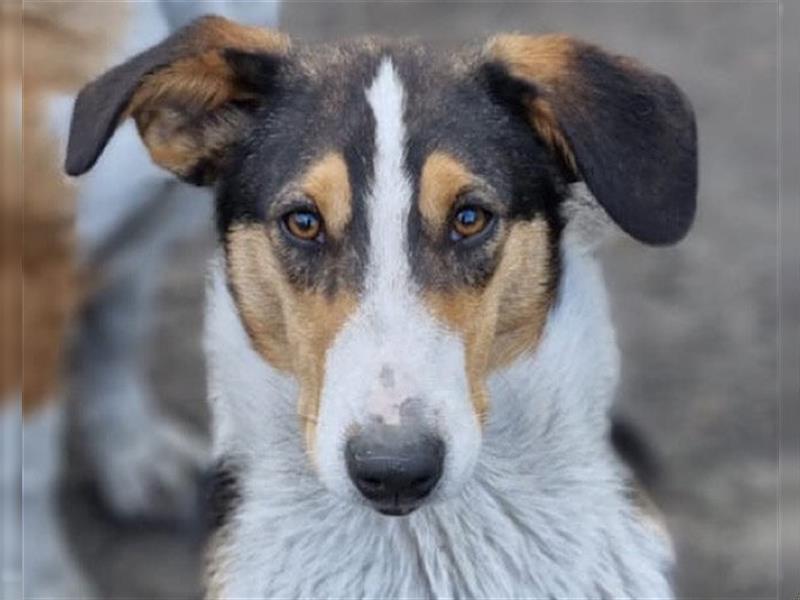 Rüde♥Rocco♥ junger, charmanter Kurzhaar-Collie-Bracken-Mix