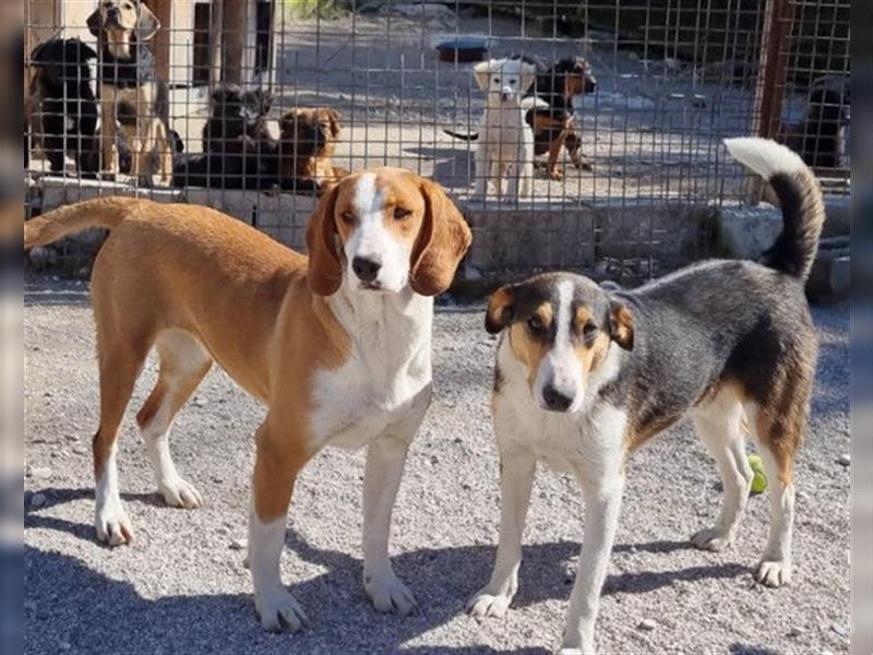 Rüde♥Rocco♥ junger, charmanter Kurzhaar-Collie-Bracken-Mix