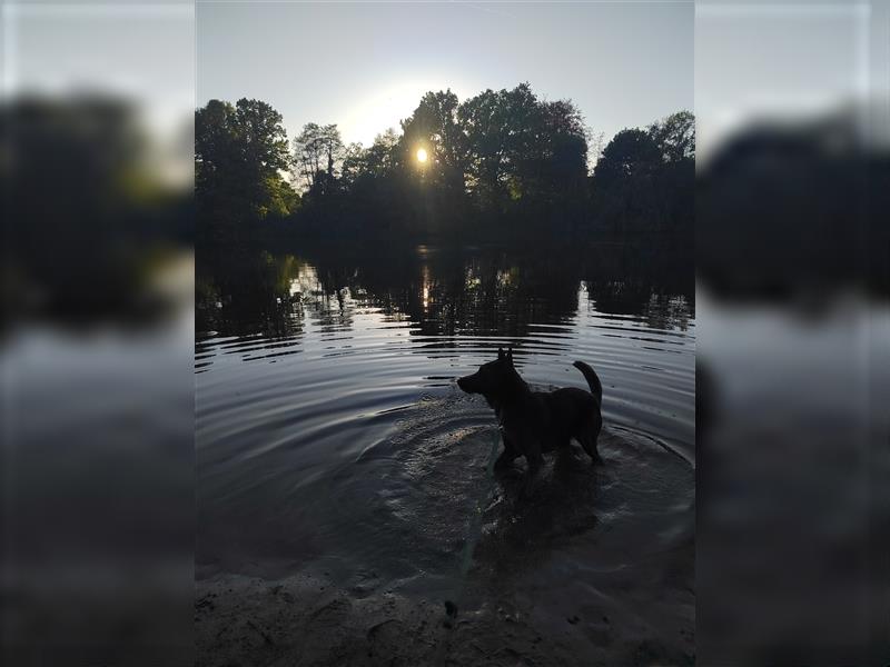 Angsthund - Schäferhund Mischlingsrüde