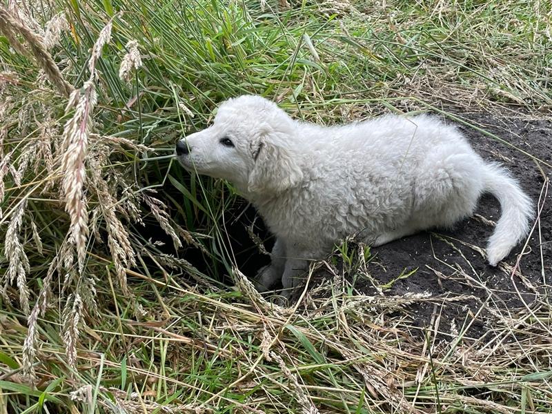 KuvaszWelpen von den großen Strolchen