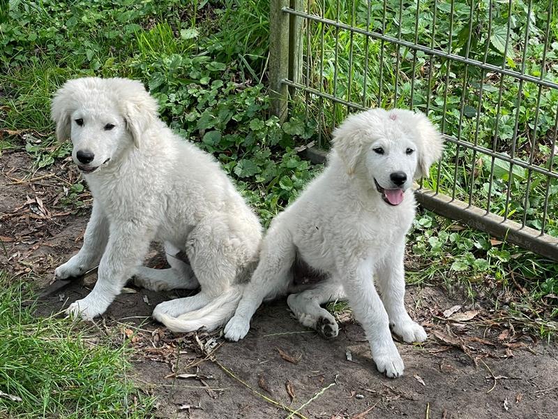 KuvaszWelpen von den großen Strolchen