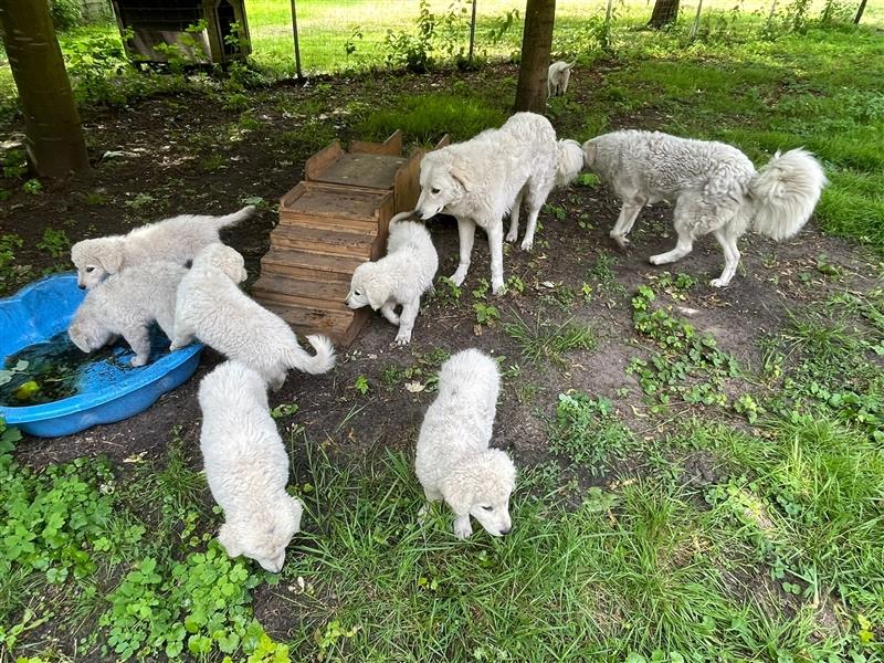 KuvaszWelpen von den großen Strolchen