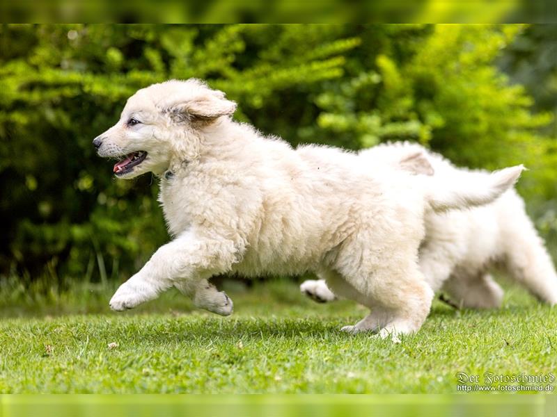 Kuvasz Welpen mit VDH Papieren