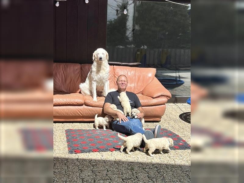 Kuvasz Welpen mit VDH Papieren