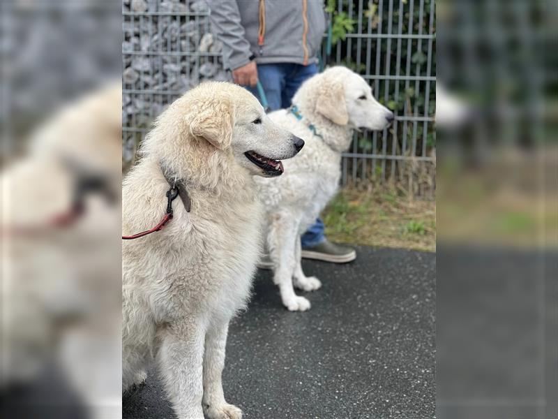 Kuvasz Welpen mit VDH Papieren