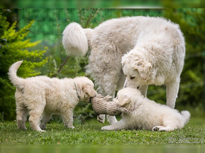 Kuvasz Welpen mit VDH Papieren