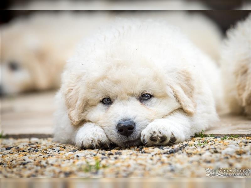 Kuvasz Welpen mit VDH Papieren