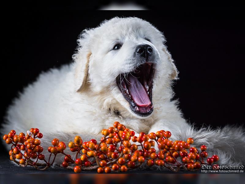 Kuvasz Welpen mit VDH Papieren