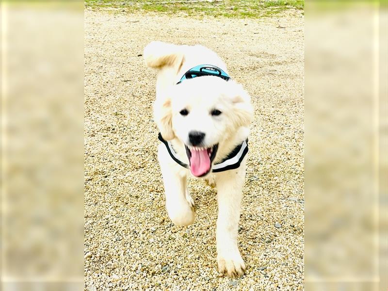 Kuvasz/Tatraschäferhund