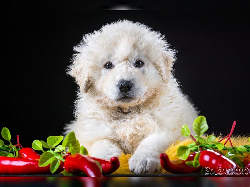 Kuvasz Welpen mit VDH Papieren