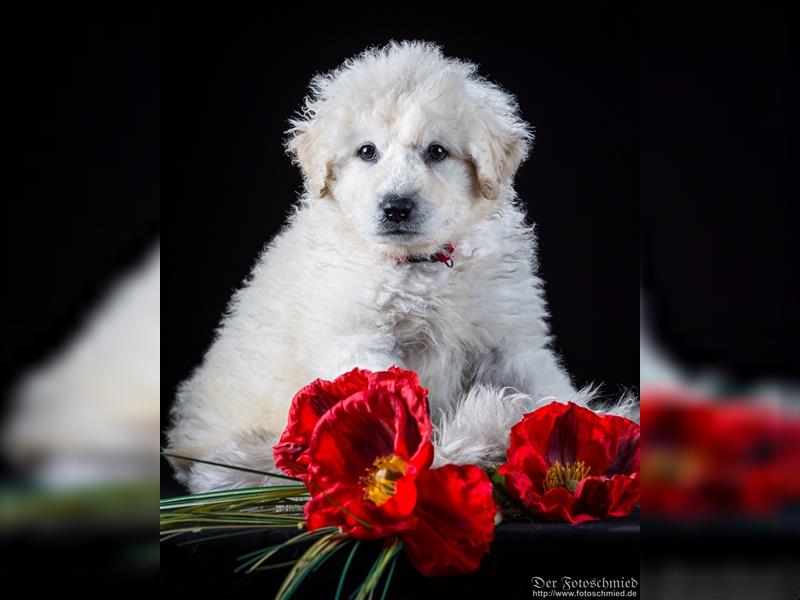 Kuvasz Welpen mit VDH Papieren