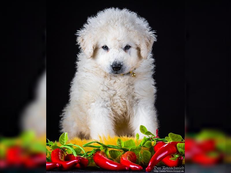 Kuvasz Welpen mit VDH Papieren