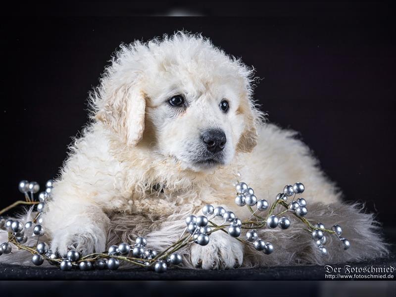 Kuvasz Welpen mit VDH Papieren