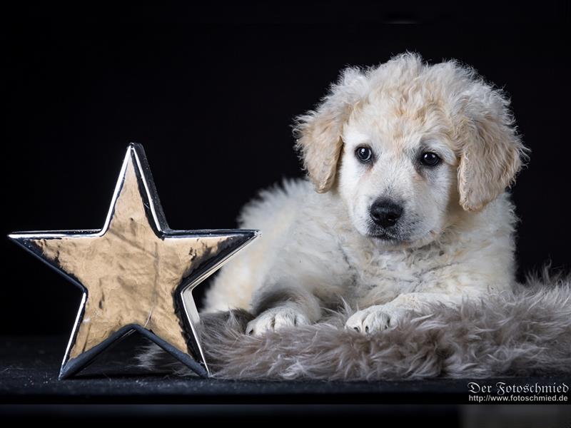 Kuvasz Welpen mit VDH Papieren