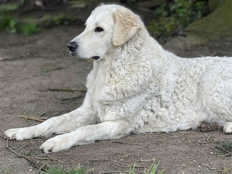 Kuvasz Welpen mit VDH Papieren