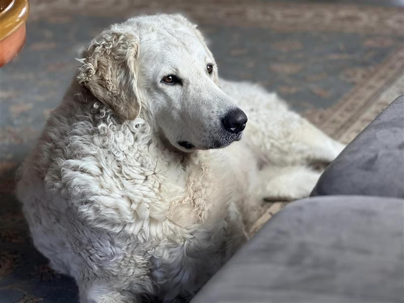 Kuvasz Welpen mit VDH Papieren