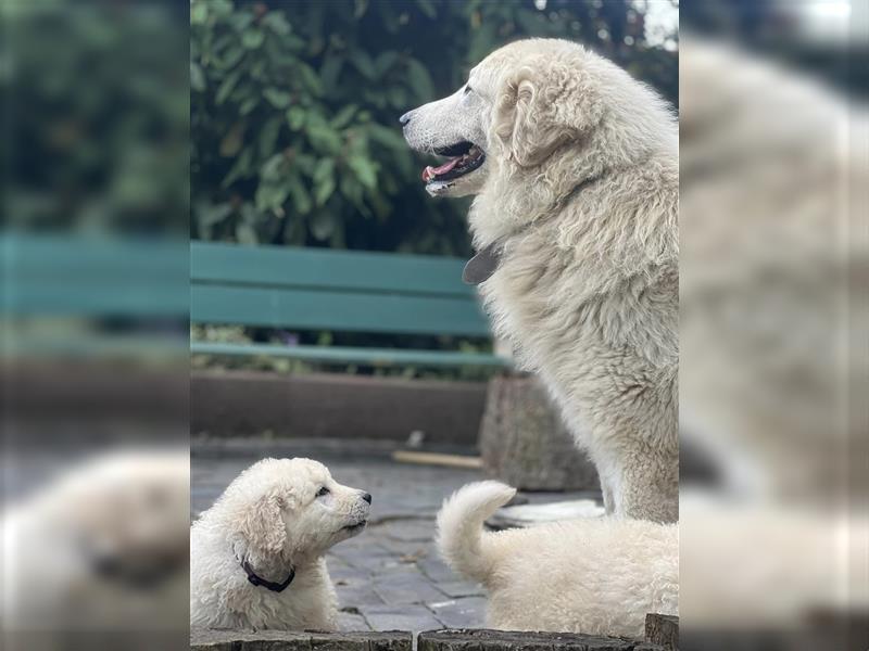 Kuvasz Welpen mit VDH Papieren